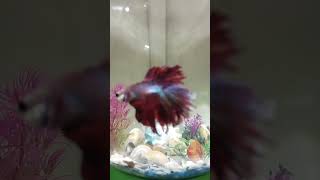 fishbowl bettafishlove fish fishvideo bettausa fishtank [upl. by Nylirehs]