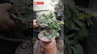 How i🌒defoliate🌑my bonsai ❤️ Ficus ginsengbonsailife bonsaitree nature garden diypond love [upl. by Wyly358]