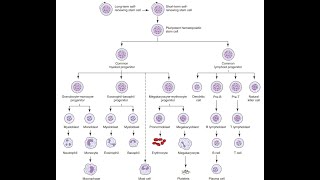 ASCP  MLS  MLT  Hematology  Hematopoiesis  blood cells formation [upl. by Bonis733]