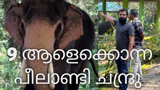 9 ആളെ കൊന്ന് ഒരുനാടിനെ വിറപ്പിച്ച കാട്ട് കൊമ്പൻ peelandi Elephant kerala [upl. by Sophy619]