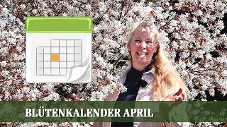 Blütenkalender April  Kamelien Zierkirschen Magnolien Felsenbirne Gedenkemein Tulpen [upl. by Odlanor]