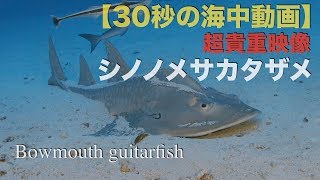 【30秒の海中動画】モルディブ 超貴重映像 シノノメサカタザメ  Bowmouth guitarfish Maldives【4K】 [upl. by Fishman124]