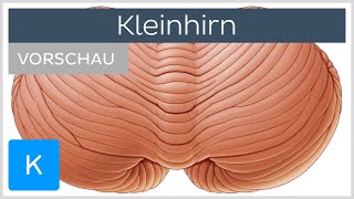 Kleinhirn Aufbau und Funktion  Kenhub [upl. by Nordgren]