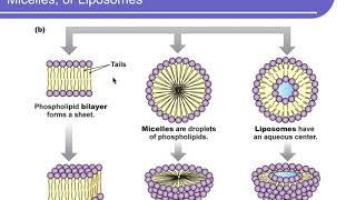 Physiology Chapter 3 [upl. by Sankey]