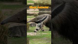 Giant Anteater  Mystery of the Giant Anteater  facts informative foryou foryou reels [upl. by Icart78]