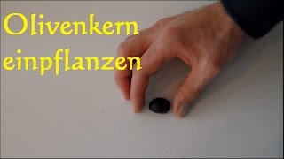 Olivenbaum aus Kernen ziehen züchten  Olivenkern einpflanzen Oliven keimen Olivenkern [upl. by Sik]