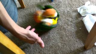 Mango Kiwi Caique Funny Play [upl. by Hepsoj285]