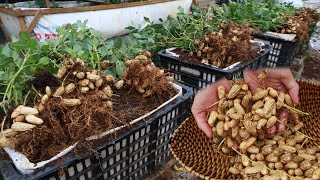 This is how to grow peanuts in a container at home [upl. by Ris]