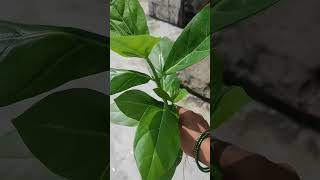 Removing calotropis Plant from My Garden A StepbyStep Guide short ytshorts viral shorts [upl. by Shoemaker838]