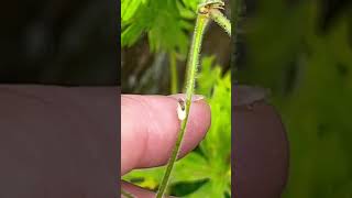 Newly hatched caterpillar from butterfly egg on Geranium pratense stem [upl. by Sivlek]