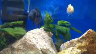 Popular tropical freshwater fish  Mouth Brooding Fish video from Youtube [upl. by Simsar613]