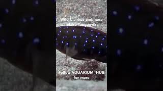 Wild Cichlids in Lake Tanganyika FOLLOW aquariumhub on instagram for more cichlid fish nature [upl. by Jaala]