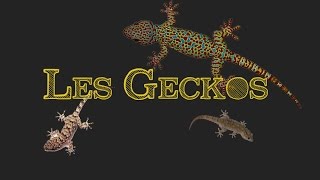 Les Geckos [upl. by Fisoi]