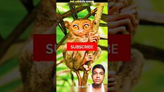 amazingfacts animals vidieo viralvideo factsinhindi ytshorts shortsfeed facts shorts [upl. by Loram]