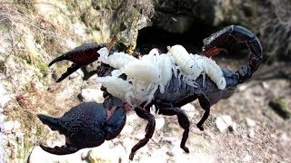 Scorpion Giving Birth To Many Babies And Carring Baby On Her Backs [upl. by Bord]