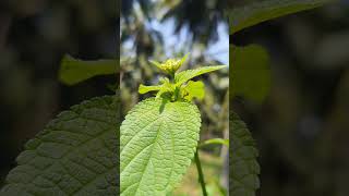 Lantana Camara ☘️ 🌿 [upl. by Corly241]