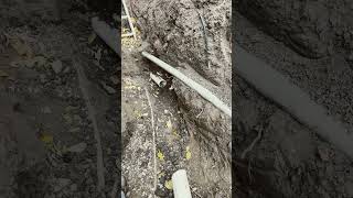 plumbing backhoe treeroots funny pickaxe work chihuahua dogs hardwork [upl. by Aranaj]