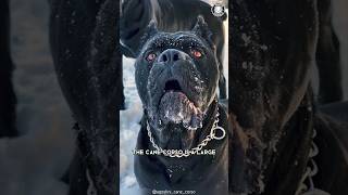 Cane Corso 🐶 The Perfect Family Guardian [upl. by Mitzie7]