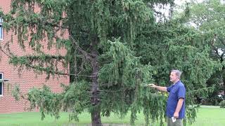 Norway spruce Picea abies Plant Identification [upl. by Ssej]