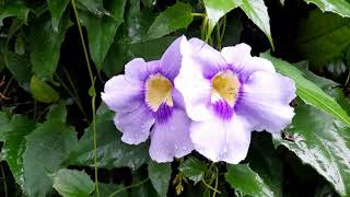 Thunbergia grandiflorapowerful invasive in many regions [upl. by Arikahc]