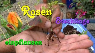 Rosen Stecklinge einpflanzen Roses cuttings planting [upl. by Analihp]