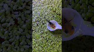 PLANTAS Flotantes Reproducción RÁPIDA 🍀🍀 aquarium guppy fish peces bettafish snail pez [upl. by Kurt]