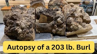 Autopsy of a 203 lb burl [upl. by Eecyak]