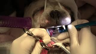 Brachycephalic Breeds [upl. by Brianne746]