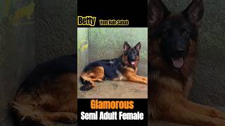 💥 Betty Vom Nain Sahab 💥 Semi Adult Long Coat German Shepherd Female from import Parents gsdlover [upl. by Haiasi597]