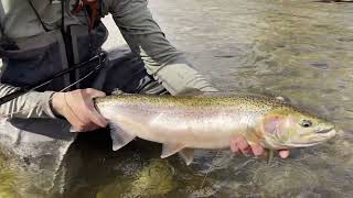 Terrace 2024 to chase the Steelhead [upl. by Gibbs]