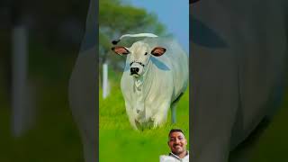 Jay gau mata ❤️ cow animals gausevasangh savegir farmer farming [upl. by Cai]