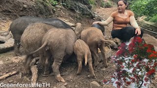 leveling the ground and rebuilding the barn to raise wild pigs episode 22 GreenforestlifeTH [upl. by Karena]