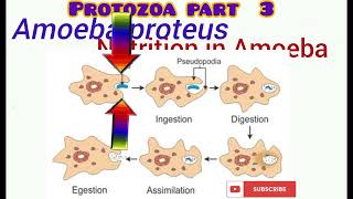 Protozoa part 3 [upl. by Arema]