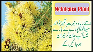 quotThe Ultimate Melaleuca Plant Tutorial Growing Tips and Benefitsquot [upl. by Wiener]