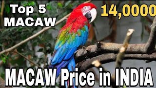 MACAW PRICE IN INDIA  TOP 5 BIRD PRICE  MACAW  BIYD  BELIEVE IN YOUR DREAMS [upl. by Olen902]