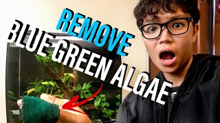 How to Remove Blue Green Algae Cyanobacteria From Aquarium [upl. by Franci498]