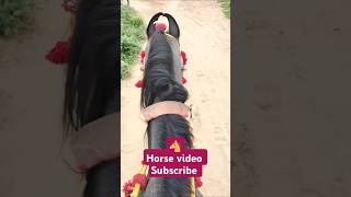 Horse video  Ashvi life vlogs horse ghoda horselover horseride punjabisong viralsong [upl. by Tecu]