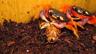 Gecarcinus quadratus feed [upl. by Isac]