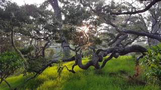 Birds of Hakalau Forest National Wildlife Refuge [upl. by Cindelyn]