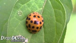 Epilachna borealis Coccinellidae  Coleoptera lady Beetle orange [upl. by Ntsud859]