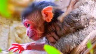 Stop Stress and Relax With Newborn Baby Monkey Moments [upl. by Htrahddis]