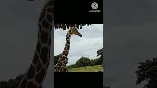 giraffes at calauit safari park  island born official viralvideo shorts satisfying [upl. by Kcam]