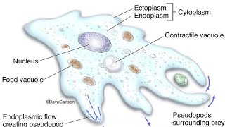 Amoebaunicellular Organism [upl. by Nagaer972]