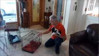 How to Housebreak a Puppy Crate Training [upl. by Panthea844]