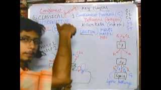 Complement system part 5 MBL pathway [upl. by Longerich482]