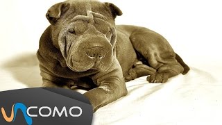 El perro Shar Pei [upl. by Ordnael]