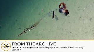 Translucent Cockatoo Squid Flutters By  2017 Remastered  Nautilus Live [upl. by Pelpel]