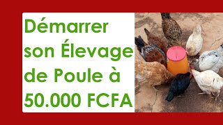 Démarre lÉlevage de Poule avec 50000 FCFA [upl. by Amesari]