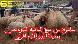 سلالة تمحضيت  مباشرة من سوق الماشية النمودجي بمدينة ازرو اقليم افران [upl. by Stoat]