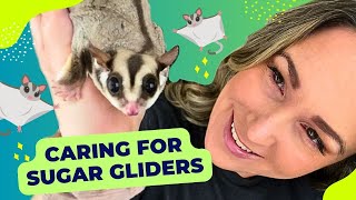 How Much Time Does It REALLY Take to Care for Sugar Gliders  Pet Care Routine amp Tips [upl. by Isador159]